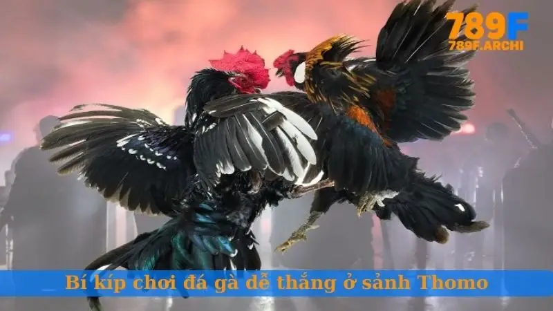 Bí kíp chơi đá gà dễ thắng ở sảnh Thomo